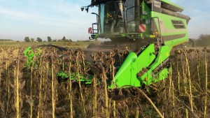 Nicht nur Mais und Getreide wird gedroschen - auch Sonnenblumenfelder werden derzeit mit den großen Maschinen abgeerntet. Foto: Bachmaier