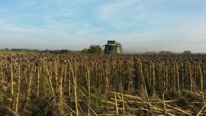Nicht nur Mais und Getreide wird gedroschen - auch Sonnenblumenfelder werden derzeit mit den großen Maschinen abgeerntet. Foto: Bachmaier